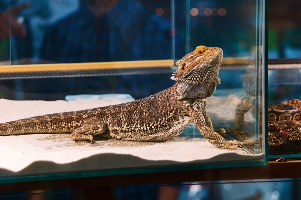 Are Bearded Dragons Good Pets?