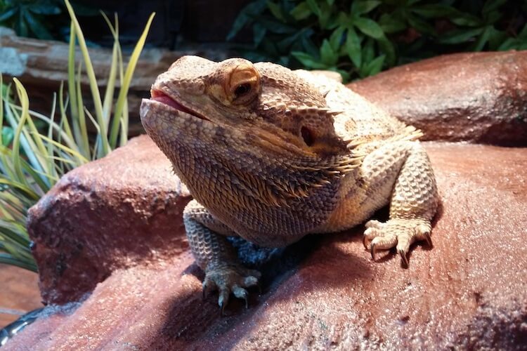 Are Bearded Dragons Good Pets?