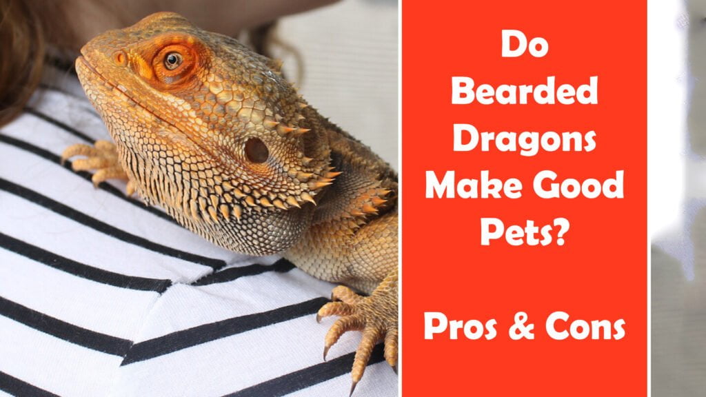 Are Bearded Dragons Good Pets?