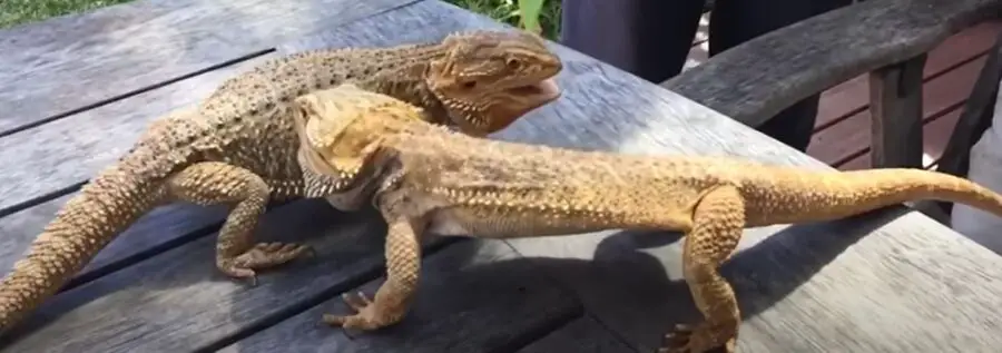 Can Bearded Dragons Eat Each Other?