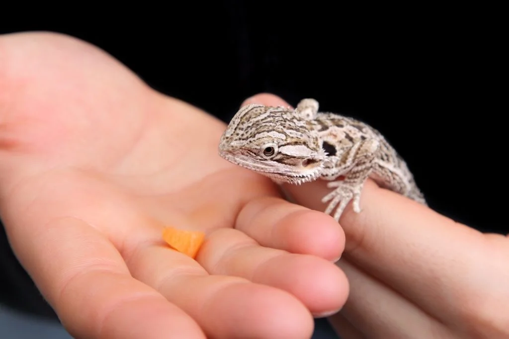 Can Bearded Dragons Eat Carrots?