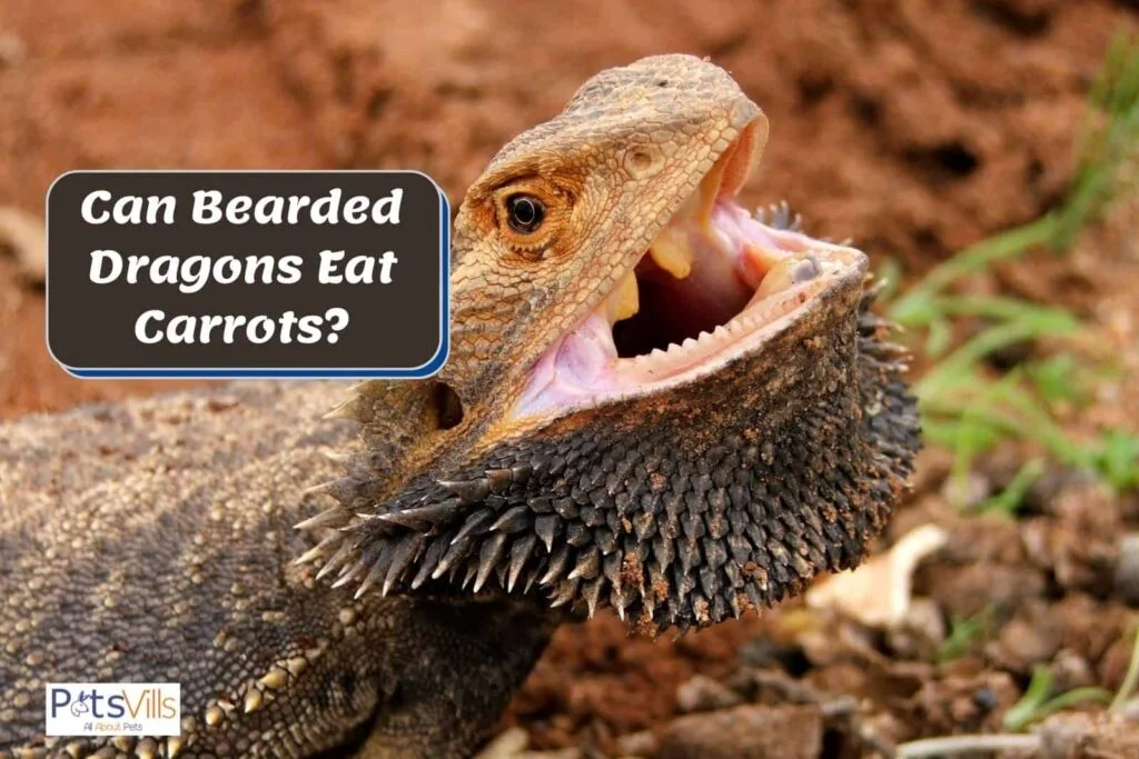 Can Bearded Dragons Eat Carrots?