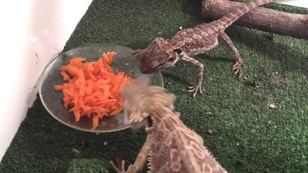 Can Bearded Dragons Eat Carrots?