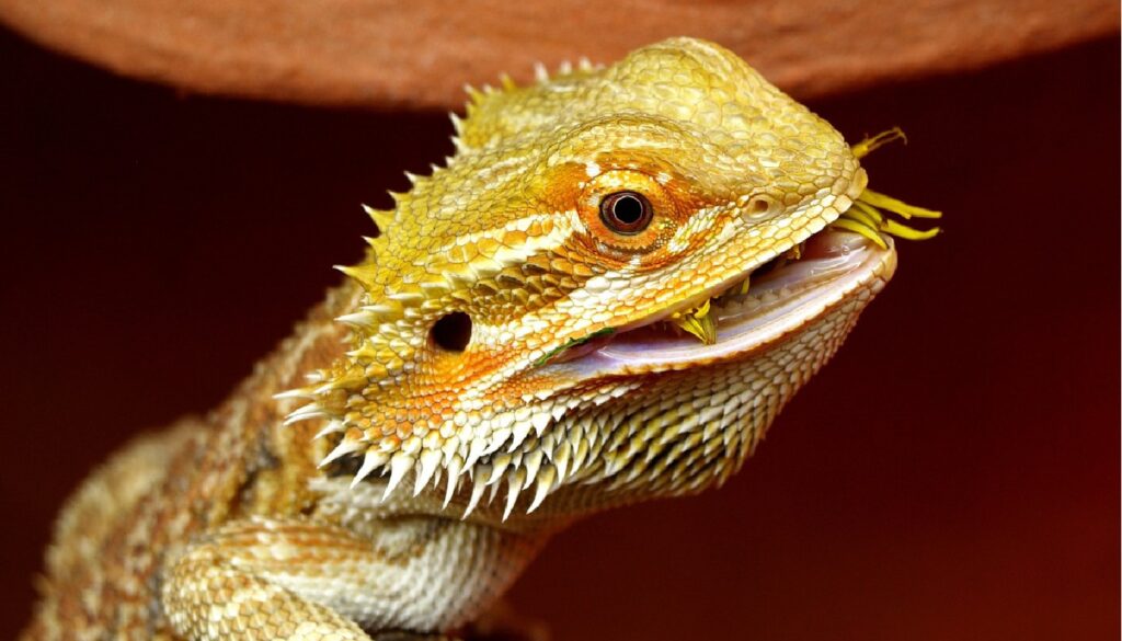 Reasons why bearded dragons refuse to eat