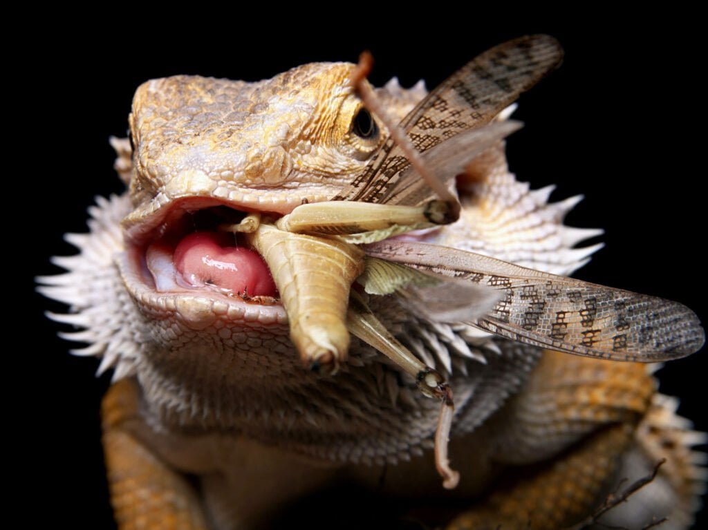 Reasons why bearded dragons refuse to eat