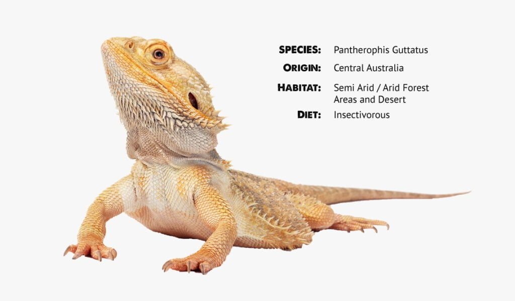 Origins and History of Bearded Dragons