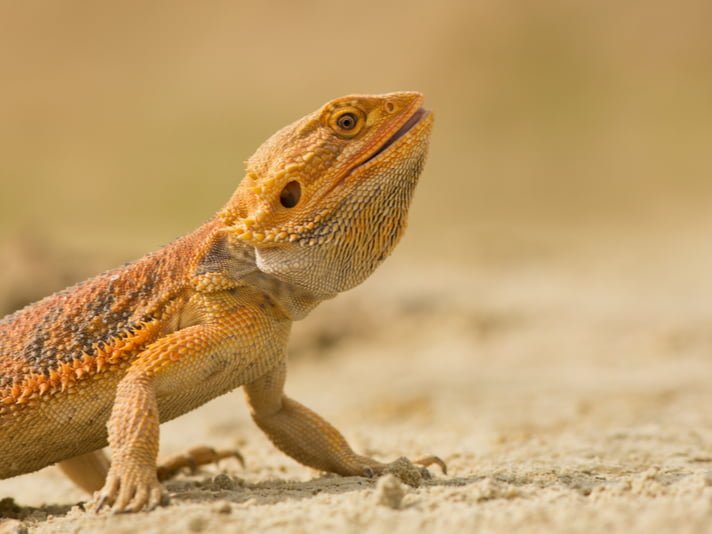 Origins and History of Bearded Dragons