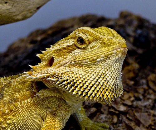 Origins and History of Bearded Dragons