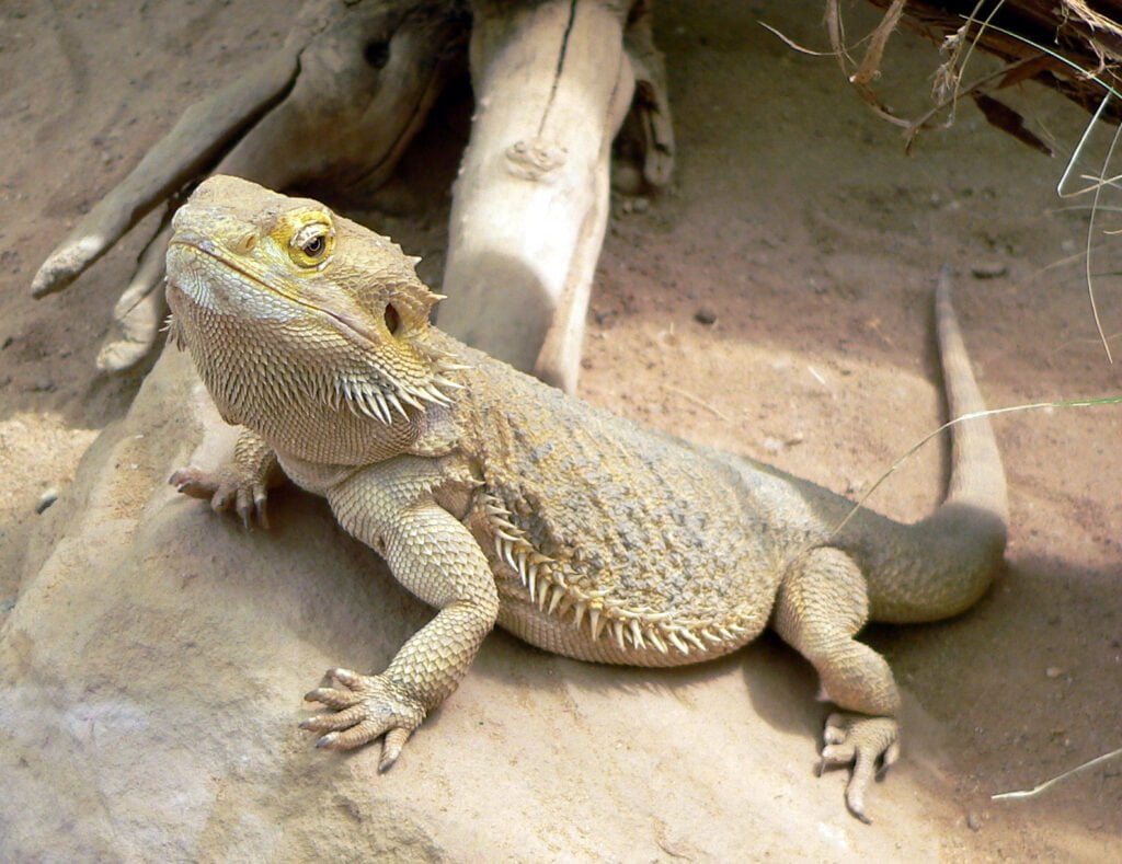 Origins and History of Bearded Dragons