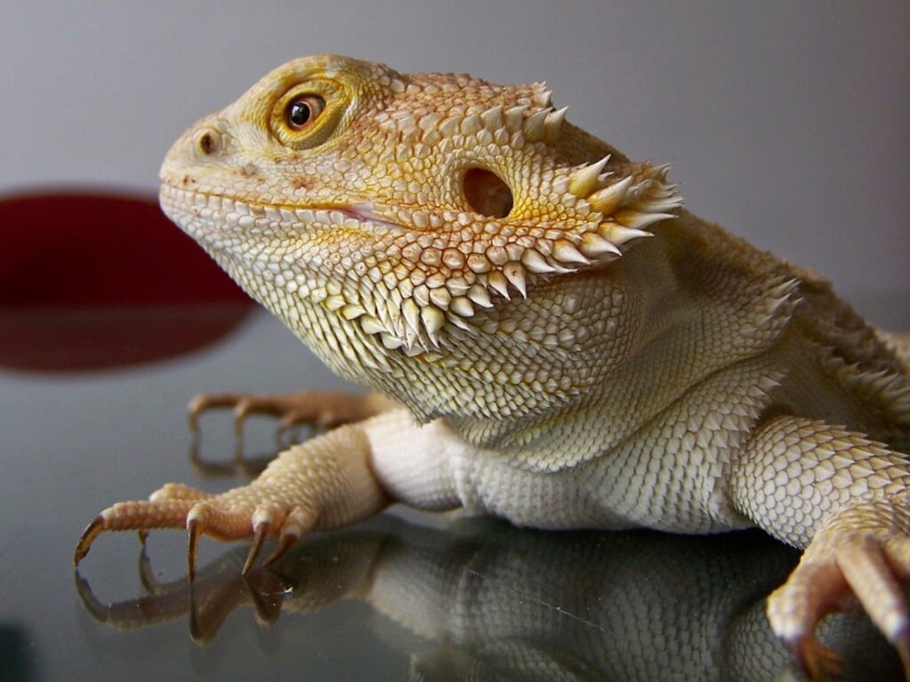 Origins and History of Bearded Dragons