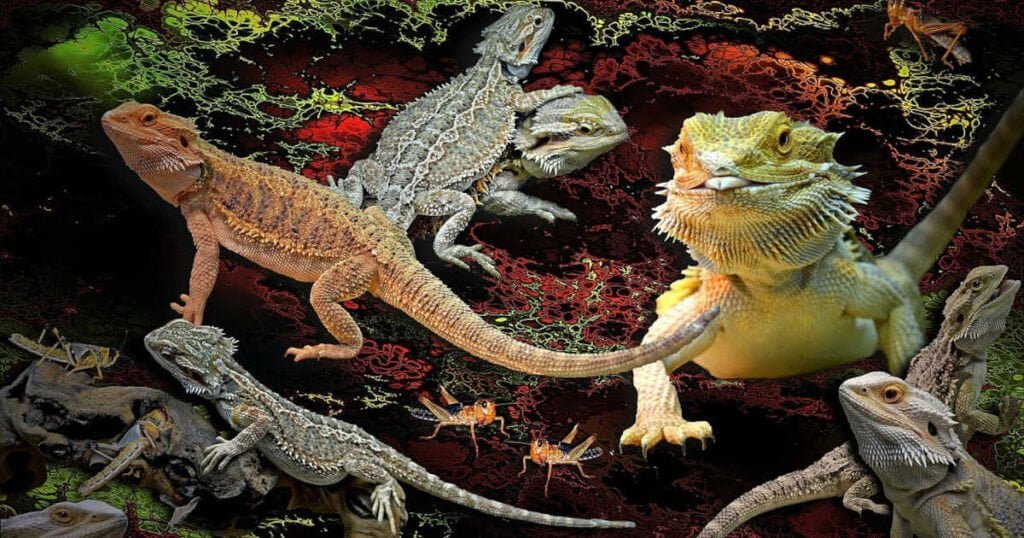 Can Bearded Dragons Eat Each Other?