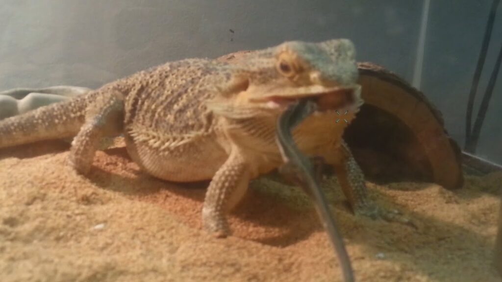 Can Bearded Dragons Eat Each Other?