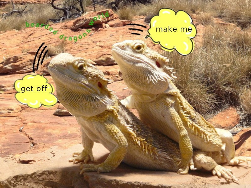 Can Bearded Dragons Eat Each Other?