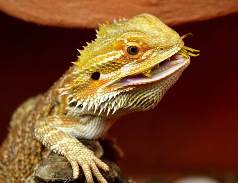 What Do Bearded Dragons Eat