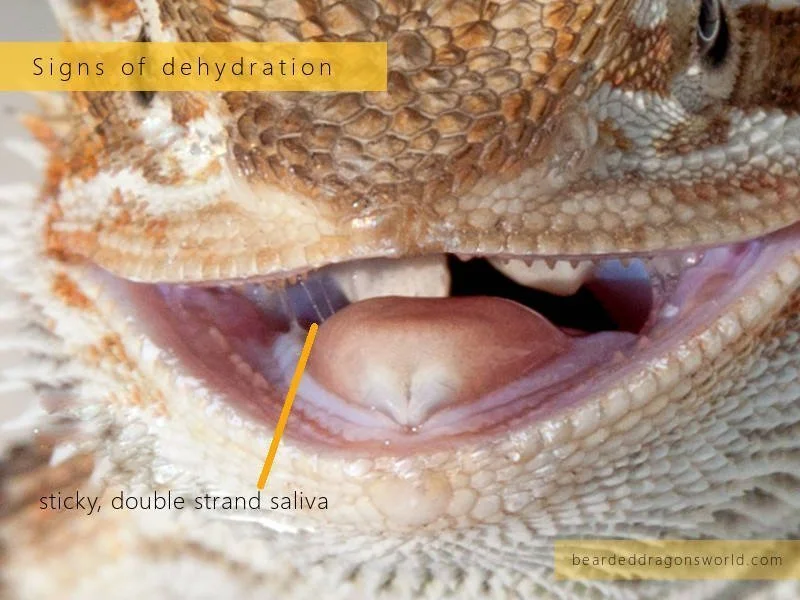 Do Bearded Dragons Need Water?