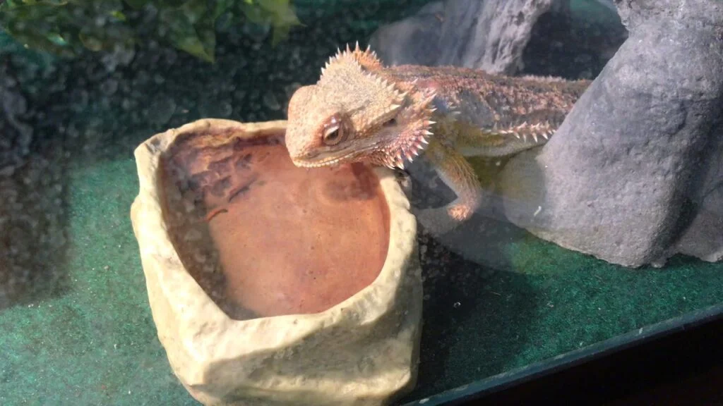 Do Bearded Dragons Need Water?