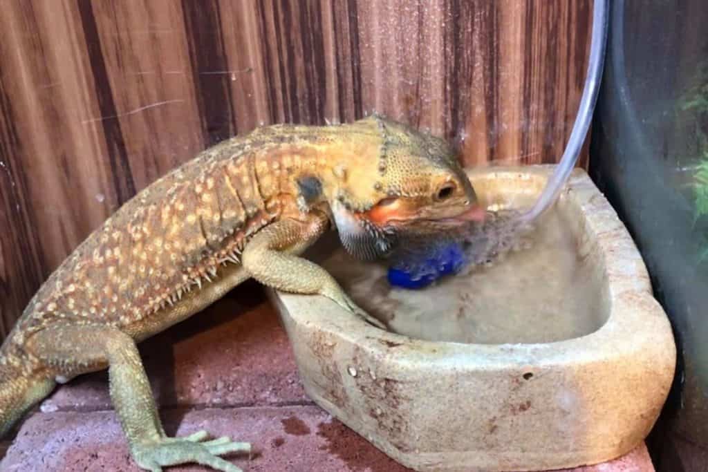 Do Bearded Dragons Need Water?