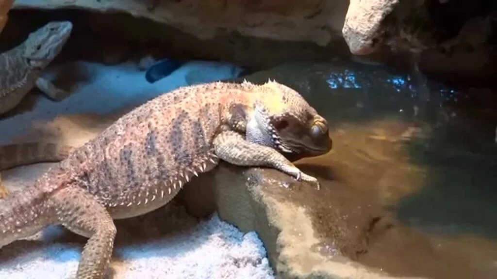 Do Bearded Dragons Need Water?