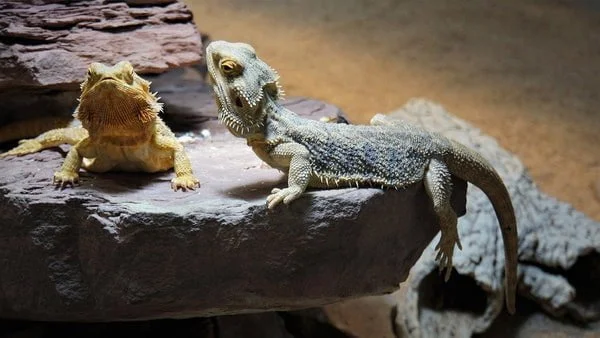 Can Bearded Dragons Eat Carrots?