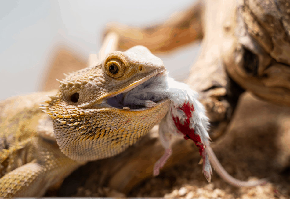 What Do Bearded Dragons Eat