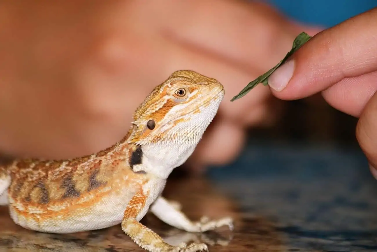 Reasons why bearded dragons refuse to eat