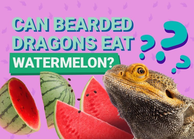 Can Bearded Dragons Safely Eat Watermelon?