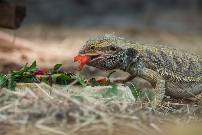 Can Bearded Dragons Safely Eat Watermelon?