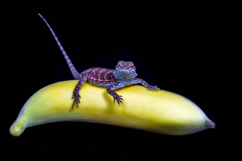 Can Bearded Dragons Eat Bananas?