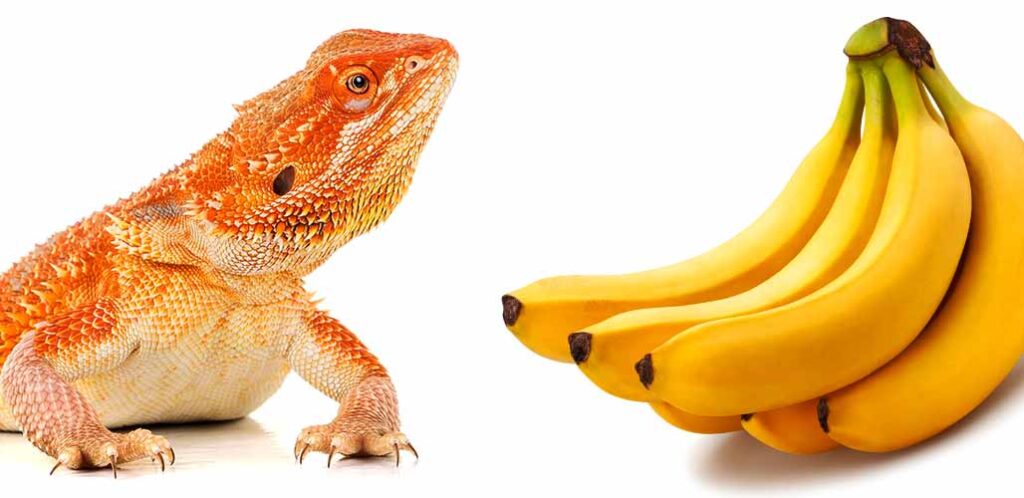 Can Bearded Dragons Eat Bananas?