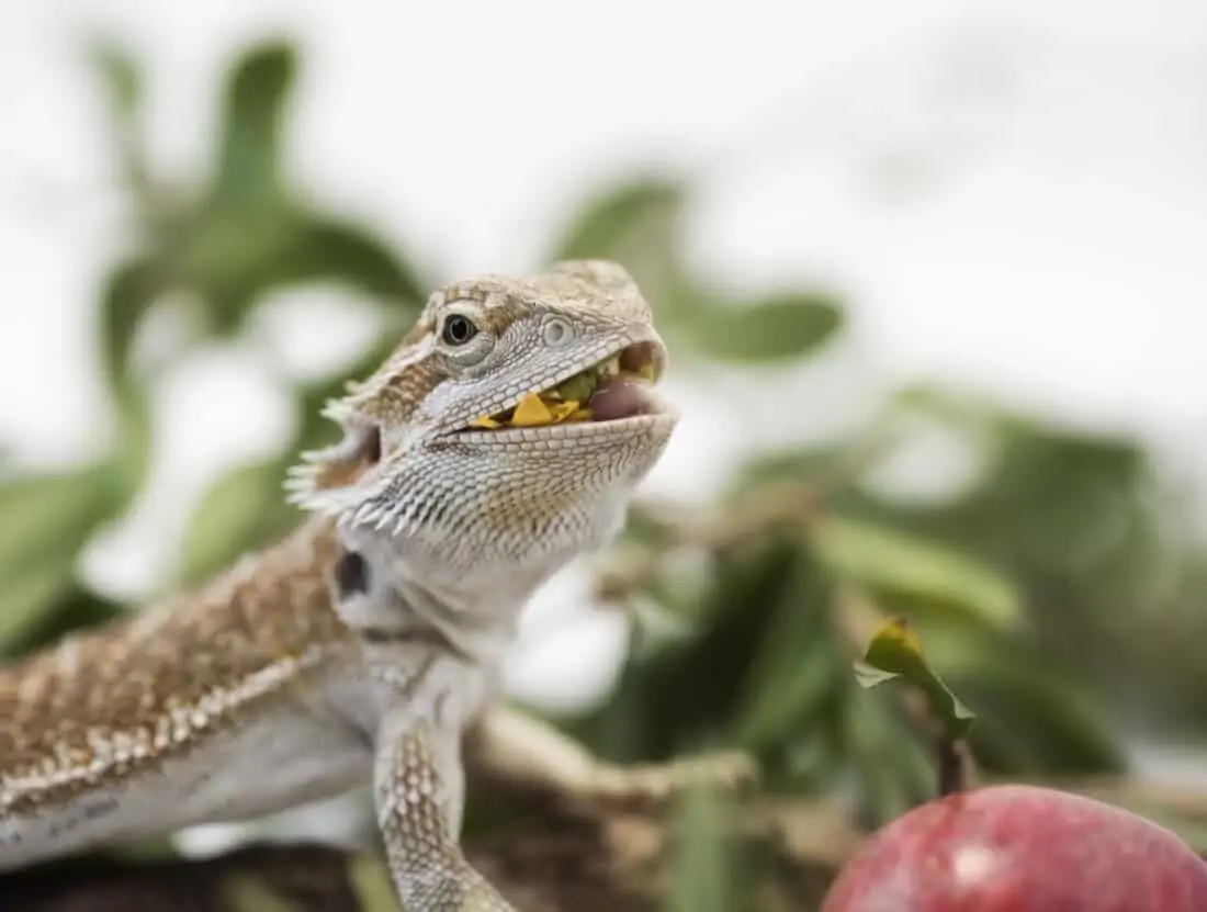 Can Bearded Dragons Eat Bananas?